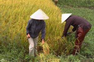 Private Cycling Tour in Rural Hue with Farming Experience - Farming help and farmer tea at Thanh Toàn Bridge