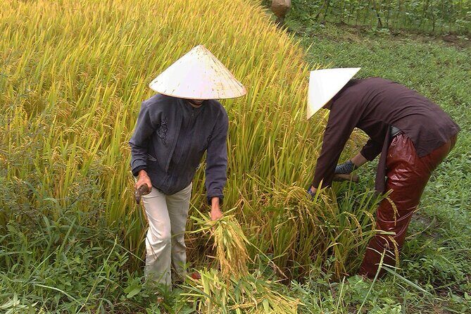 Private Cycling Tour in Rural Hue with Farming Experience - Farming help and farmer tea at Thanh Toàn Bridge